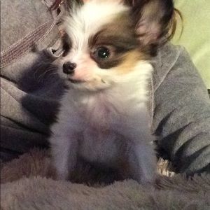 Meet your Posher, Sheila